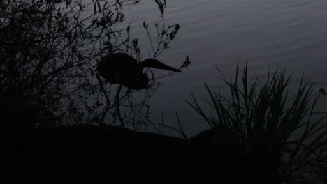 Una-Garza-Pescando-En-La-Oscuridad-A-Lo-Largo-De-La-Orilla-De-Un-Lago