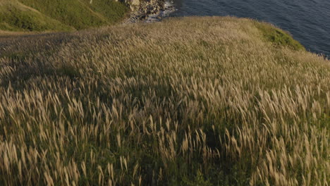 Seaside-coast-line-with-big,-steep-cliffs,-and-beautiful-inclined-fields-with-high-grass,-on-the-sunset
