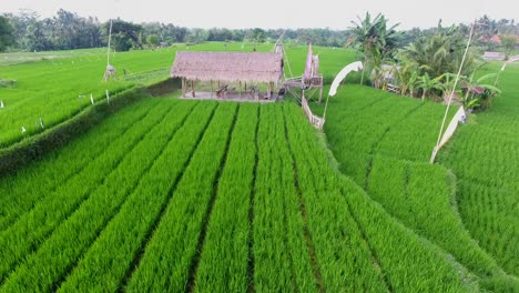 traditional-balinese-rice-farming-hut,-aerial-view-filmed-in-4k-from-moving-drone-in-bright-green-rice-fields
