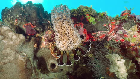 Sea-cucumber--exploring-the-reef-polyps