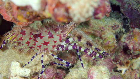 A-beautiful-small-reef-shrimp-walking-on-the-reef-stone