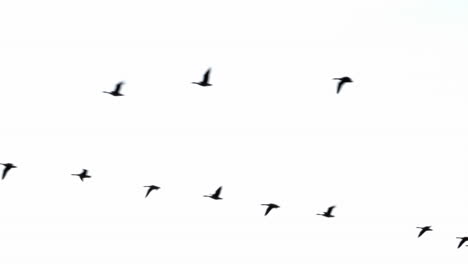 A-V-of-geese-flying-through-the-sky-on-their-way-south