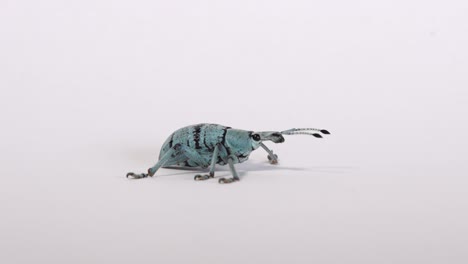 Blue-beetle-on-white-background-crouches-down,-colorful-true-weevil