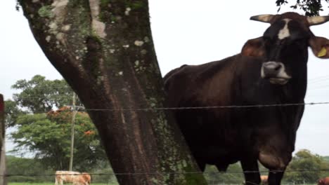 Vacas-Detrás-De-La-Cerca-De-Alambre-De-Púas-En-El-Rancho