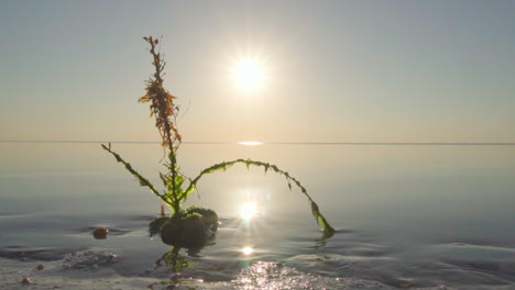 beach-sunrise-landscape-with-plant-and-ocean-water-moving-in-slow-motion