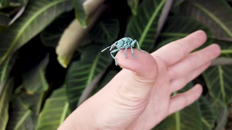 Blauer-Rüsselkäfer-Aus-Papua-Neuguinea-Kriecht-Auf-Der-Hand-Einer-Person,-Nahaufnahme