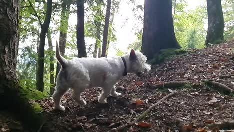 Dog-climbing-up-in-the-woods-in-slow-motion
