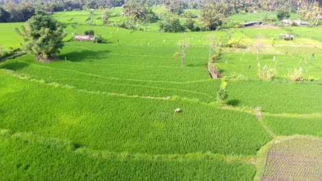 Aerial-view-flying-over-rice-fields-in-Ubud,-Bali,-Indonesia,-farming-rice-in-the-jungle