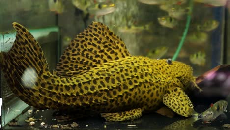 Large-Yellow-in-black-spots-Spiny-Monster-Pleco-Catfish-Sitting-On-Bottom-Of-An-Aquarium-Tank-With-Other-Fish-Swimming-Around