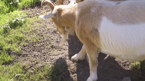 Pygmy-goat-cleaning-it's-hooves-at-a-petting-zoo