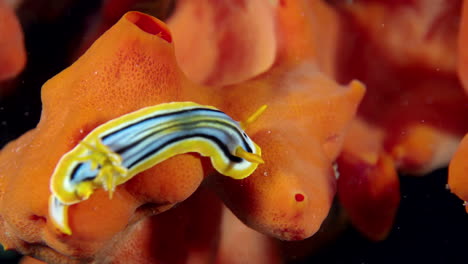 A-sea-slug-crawling-on-a-red-colored-sea-spoonge