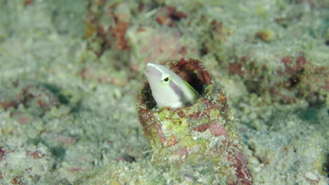 Kleiner-Korallenfisch-Schlanker-Säbelzahn-Schleimfisch-Versteckt-Sich-In-Einer-Röhre-Aus-Algen-Oder-Meeresschwamm