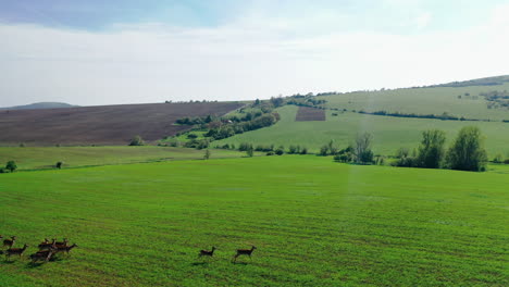 Aerial-footage-of-a-herd-of-deers-running-away-from-left-to-right-on-green-grass-close-to-fields