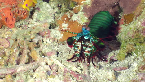 Harlekin-Peacock-Fangschreckenkrebse-Auf-Dem-Meeresboden-Am-Korallenriff