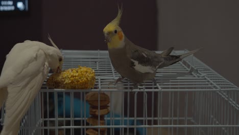 Cockatiels-eting-corn-and-enjoying-themselves-outside-the-cage