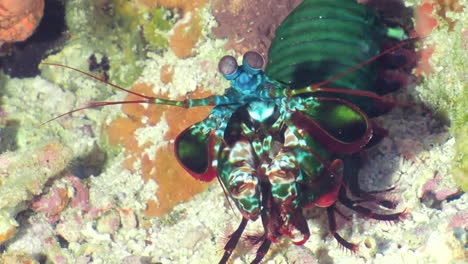 Harlequin-peacock-mantis-shrimp-on-the-bottom-of-the-sea-at-the-coral-reef