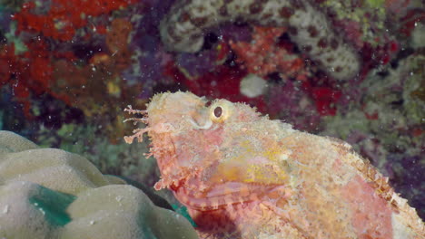 Tassled-scorpionfish--lies-on-the-bottom,-close-up