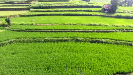 Aerial-view-flying-over-rice-fields-in-Ubud,-Bali,-Indonesia,-farming-rice-paddies,-bright-green-growing-field