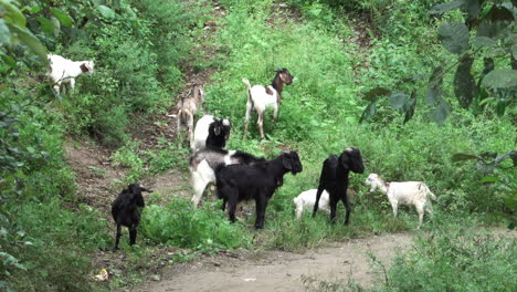 Cabras-Comiendo-Y-Jugando-Al-Lado-De-La-Carretera