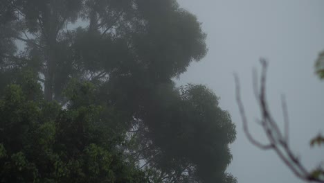 Tree-Leaves-Ruffle-In-Wind-On-Foggy-Day-with-Blurry-Foreground