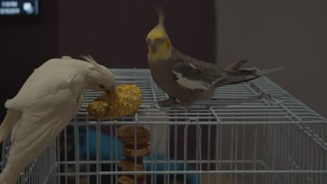 Cockatiels-enjoying-corn-on-the-cob-on-top-of-their-cage