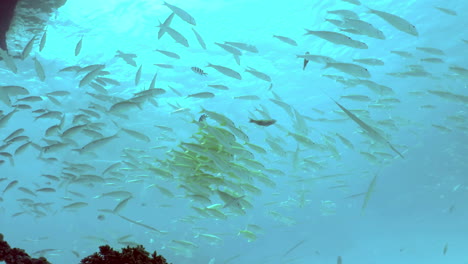 Ein-Unterwasserhintergrund-Mit-Tropischen-Fischen.-Leben-Im-Korallenriff