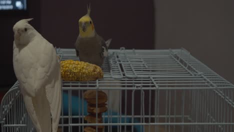 Cockatiels-pet-birds-enjoying-the-meal-of-the-day,-corn-on-the-cob