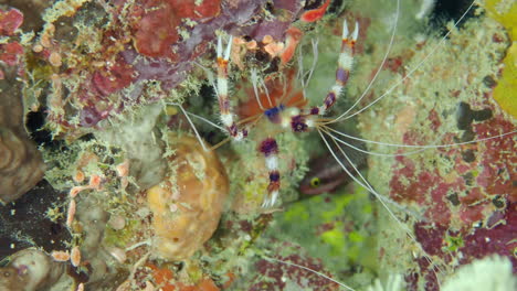 Banded-coral-shrimp-on-the-bottom-of-the-sea-at-the-coral-reef
