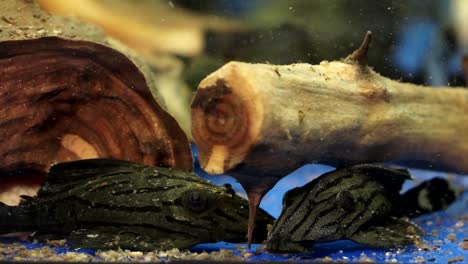 Nahaufnahme-Eines-Paares-Schwarz-Gestreifter-Pleco-Wels-In-Einer-Aquarium-Tierhandlung,-Die-Auf-Dem-Blauen-Boden-Sitzt