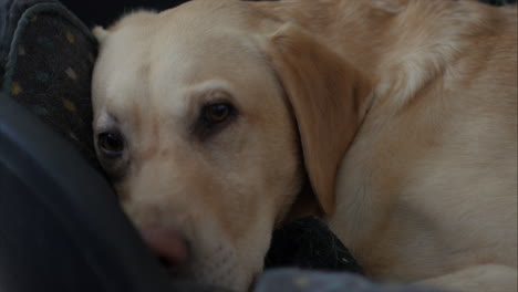 Cute-Golden-Labrador-adult-dog-tired-and-resting-at-home,-close-up