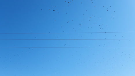 Bieten-Sie-Einen-Vogelschwarm,-Der-An-Einem-Sonnigen-Tag-Hoch-In-Den-Blauen-Himmel-Fliegt