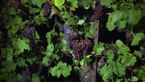 Vineyard-of-grapes-at-night