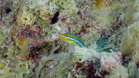 Kleiner-Korallenfisch-Schlanker-Säbelzahn-Schleimfisch-Versteckt-Sich-In-Einer-Röhre-Aus-Algen-Oder-Meeresschwamm