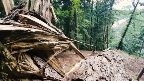 Umgestürzter-Baum-Im-Wald