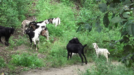 Goats-eating-and-playing-by-the-side-of-the-road