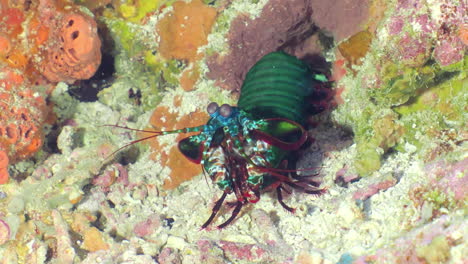 Camarones-Mantis-De-Pavo-Real-Arlequín-En-El-Fondo-Del-Mar-En-El-Arrecife-De-Coral