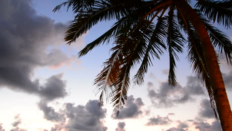 palm-tree-with-beautiful-sky