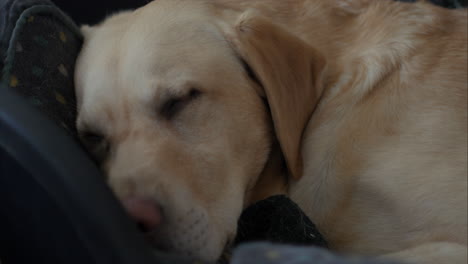 Cute-Golden-Labrador-adult-dog-sleeping-on-soft-cozy-bed-at-home,-close-up