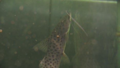 Close-up-of-Black-Spotted-Grey-Upside-Down-Catfish-Suctioned-Onto-The-Glass-Of-An-Empty-Aquarium-Tank
