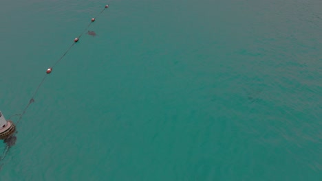 Eine-Grüne-Meeresschildkröte,-Die-Im-Kristallklaren-Wasser-Schwimmt,-Luftbild