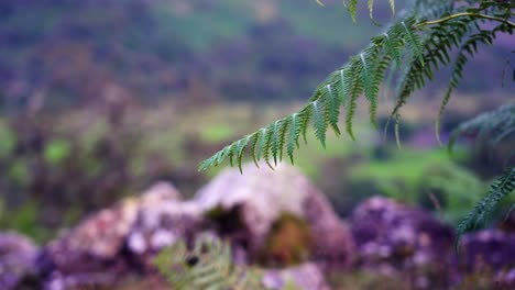 Bracken-fern-gently-swaying-in-the-breeze-in-the-English-Lake-District