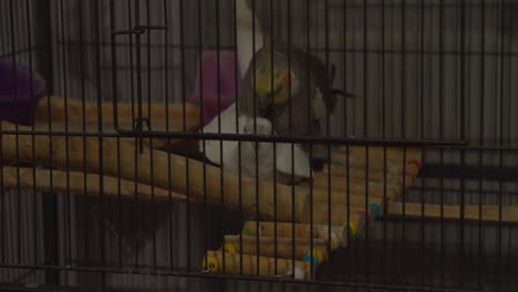 Cockatiels-mating-inside-their-cage-after-doing-the-mating-dance