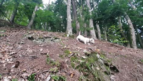 Cute-small-west-highland-terrier-running-down-the-steep-hill-in-the-woods