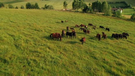 Drone-shot-of-black-and-brown-horses-grazing-freely-close-to-a-forest-and-village-Sihla,-Slovak-Republic