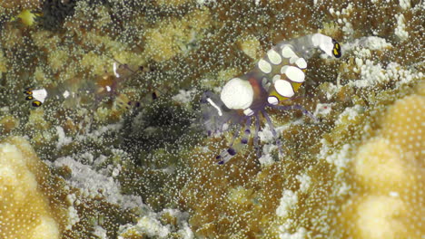 Very-small-Glass-anemone-shrimp-crawling-on-young-anemone-tentacles
