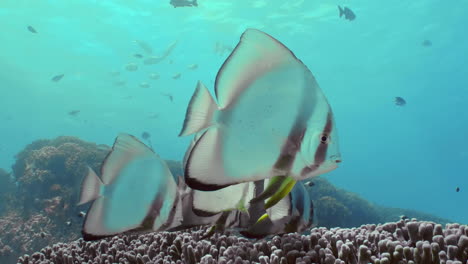 A-small-flock-of-Longfin-spadefish-slowly-floats-along-the-reef