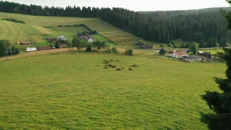 Drone-shot-of-black-and-brown-horses-grazing-freely-close-to-a-forest