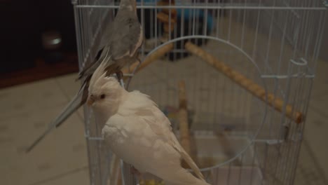 Pet-Cockatiel-relaxing-on-their-cage-together