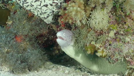 Geometric-moray-in-soft-corals-at-the-bottom-of-the-sea