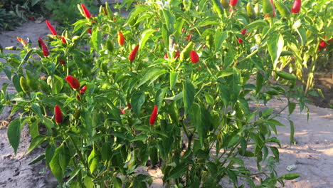 Red-hot-chili-peppers.-Spicy-food.-Organic-ingredients